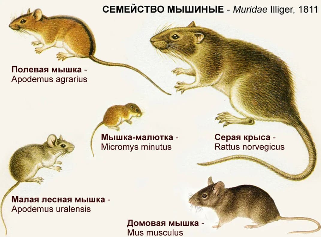 Какого Грызуна Лучше Купить Ребенку